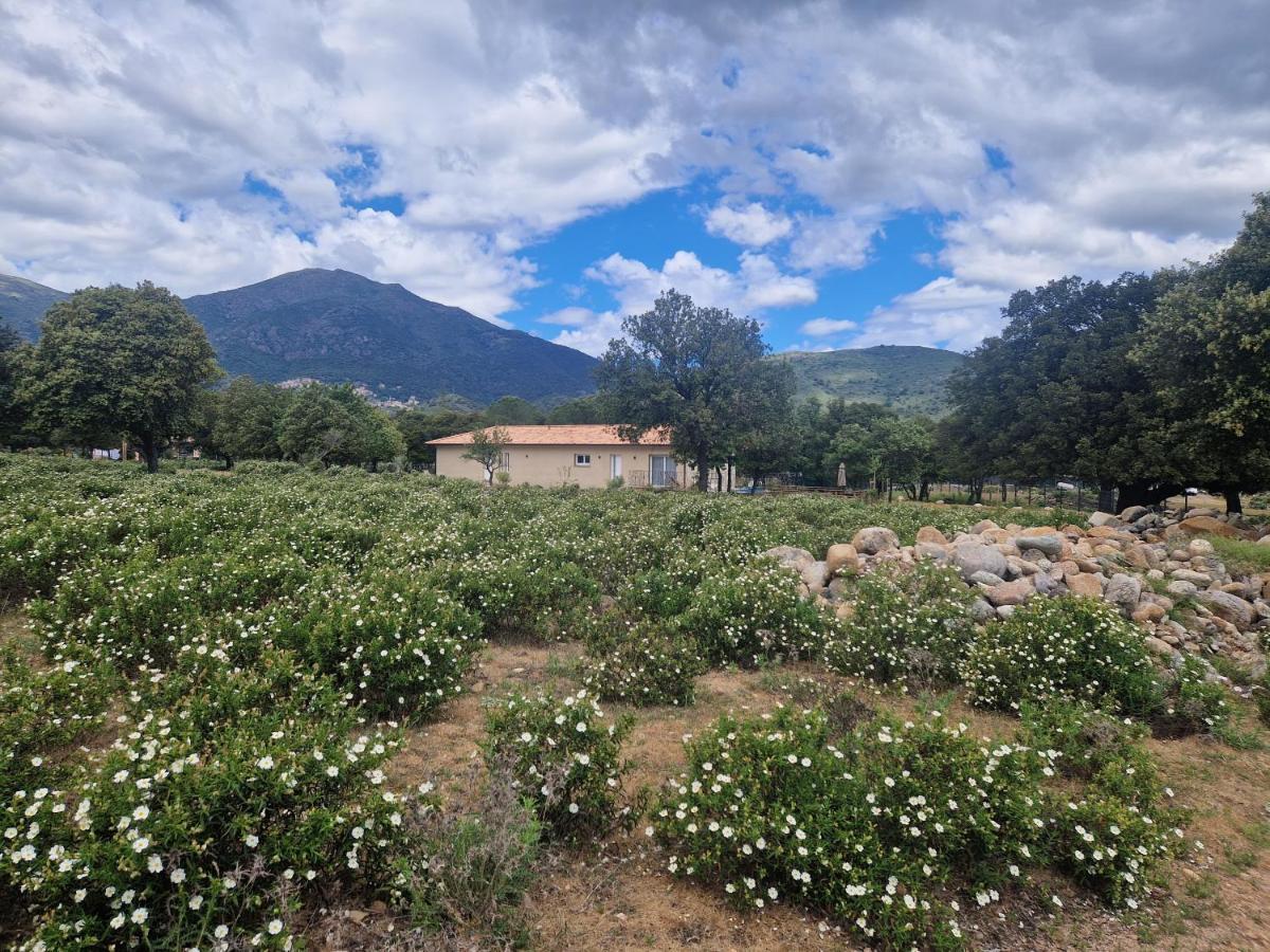 MoltifaoDomaine U Filanciu - Casa Chiara - Centru Di Corsica别墅 外观 照片